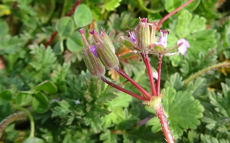 Erodium cicutarium - Geraniaceae